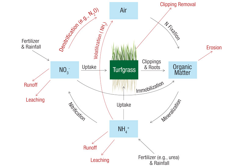 Fertilization, irrigation strategies reduce emissions, conserve water