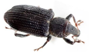 Annual Bluegrass Weevil found in Wisconsin